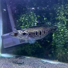 熱帯魚 フラワートーマンの画像