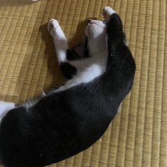 保護猫6ヶ月ハチワレ − 茨城県