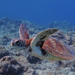 10月25日９時〜糸満市の海🐢案内出来ます(^^)
