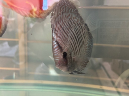 ディスカス4匹セット