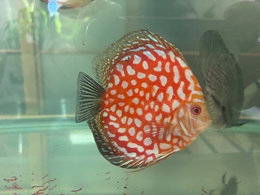 ディスカス4匹セット