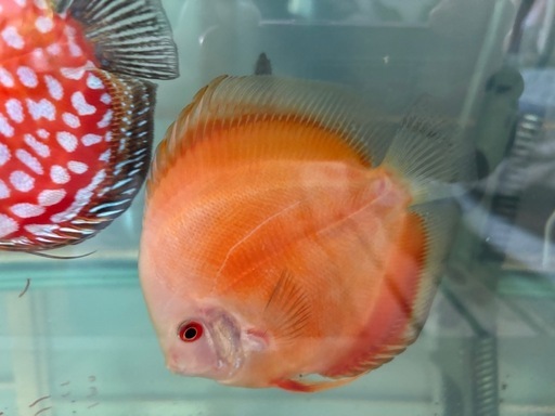 ディスカス4匹セット