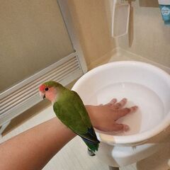 コザクラインコ2才