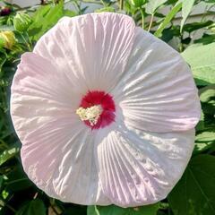 扶養の花の種