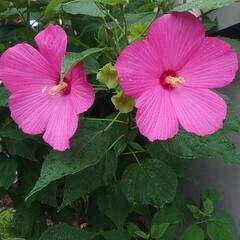 扶養の花の種の画像