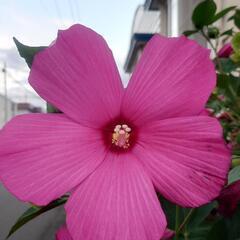 扶養の花の種
