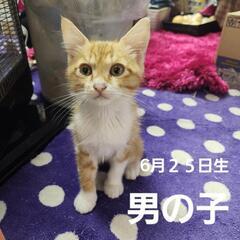 小さめな男の子
