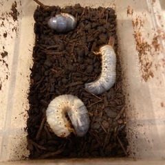 国産　カブトムシ幼虫