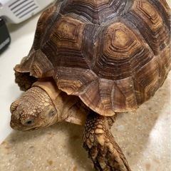 ケヅメリクガメ います