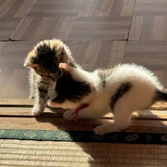 本日ラストの仔猫ちゃんの里親様決定致しました！ − 宮城県