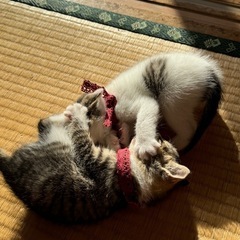 本日ラストの仔猫ちゃんの里親様決定致しました！ - 猫