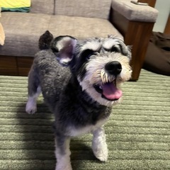 【お問い合わせを締め切ります】ミニチュアシュナウザー　オス2歳