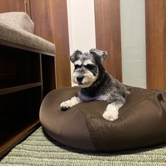 【お問い合わせを締め切ります】ミニチュアシュナウザー　オス2歳 - 犬