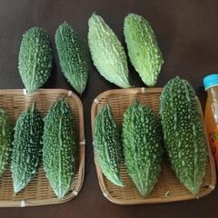 無農薬ゴーヤの画像