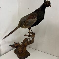 キジ　はく製　