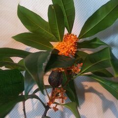 【縁起物！】 金木犀 キンモクセイ 花付き枝 カマキリの卵付き ...