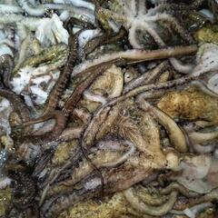 🐙シガヤーダコ（ウデナガカクレダコ）500g　釣餌用　打込み・投釣り　釣果画像あり　残り僅かの画像