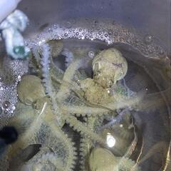 🐙シガヤーダコ（ウデナガカクレダコ）500g　釣餌用　打込み・投釣り　釣果画像あり　残り僅かの画像