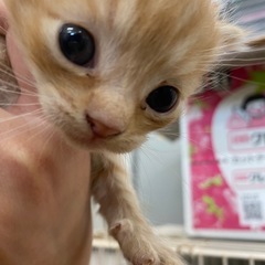 里親募集してます！