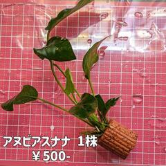 福岡県のアヌビアスナナ その他の中古が安い！激安で譲ります