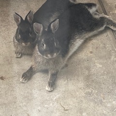 ネザーランドドワーフ