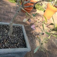 オリーブ鉢植え①の画像