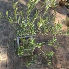 オリーブ鉢植え①の画像