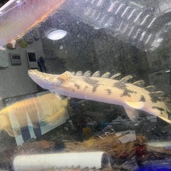熱帯魚、古代魚生体