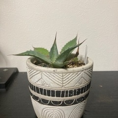 アガベ　パラサナ　鉢付き　観葉植物　ビザールプランツ　多肉植物　グリーン　みどり　生活雑貨 家庭用品 ガーデニングの画像