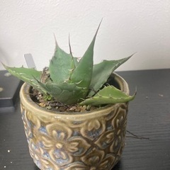 アガベ　パラサナ　観葉植物　ビザールプランツ　多肉植物　グリーン　生活雑貨 家庭用品 ガーデニング　観葉植物　塊根植物　多肉植物　ビザールプランツ　レアプランツ　ガーデニング　植物　グリーン　趣味　盆栽　葉　花　庭　草　インテリア　おしゃれ　飾り　園芸　の画像