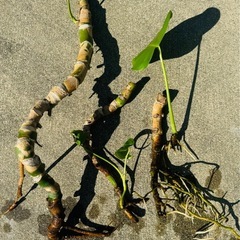 モンステラMonstera3本セットの画像