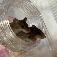世界最小アフリカチビネズミ 里親募集