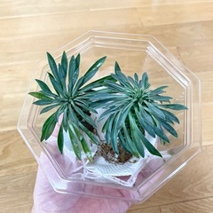 ソテツキリン パイナップルコーン 2つ