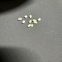 令和6年度産　きぬむすめの画像