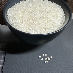 令和6年度産　きぬむすめの画像