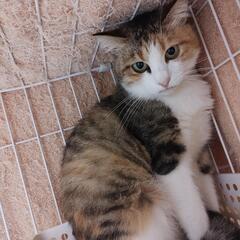 大人しい三毛猫さん − 福岡県