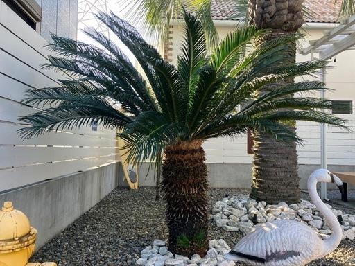 ソテツ　蘇鉄　　引き取り限定にて