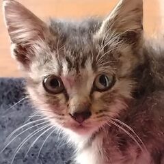 キジの子猫です
