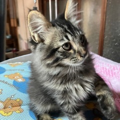 5匹兄妹の仔猫（うち残り2匹)雄のみ募集再開‼️