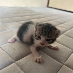 里親様見つかりました！離乳まで保留中です