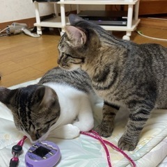 三匹の雄猫