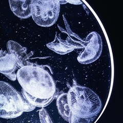 新品くらげ アクリルLEDライトの画像