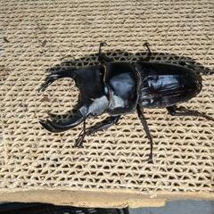 国産オオクワガタ（能勢ＹＧ血統）オス2メス1セット！78ミリ、52.4ミリ、48.6ミリの画像