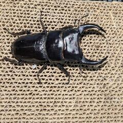 国産オオクワガタ（能勢ＹＧ血統）オス2メス1セット！78ミリ、52.4ミリ、48.6ミリの画像
