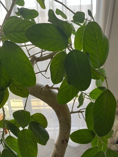 終了【交渉中】観葉植物 大型（180cm） 【公式通販】