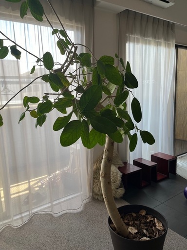 終了【交渉中
】観葉植物　大型（180cm）