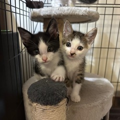 ぱっつんちゃん🐈　キジ白　男の子　１ヶ月