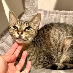 小さめキジトラ♀ 人馴れしてます