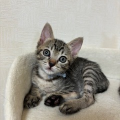 ⭐️ミルクから育てた、人が大好きなキジちゃん⭐️1カ月半
