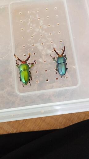 パプアキンイロクワガタ　オス2頭